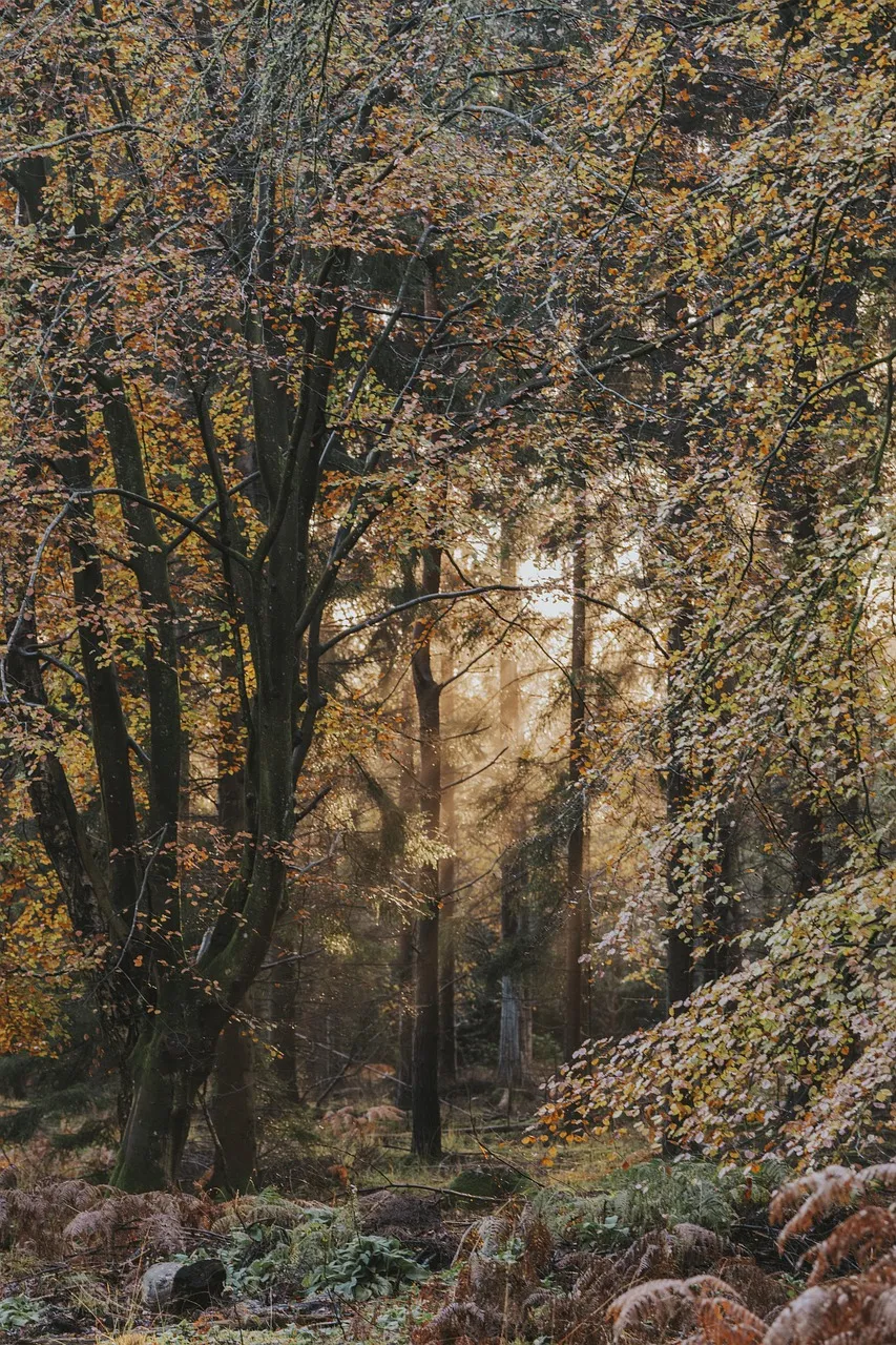 NAIROBI FOREST