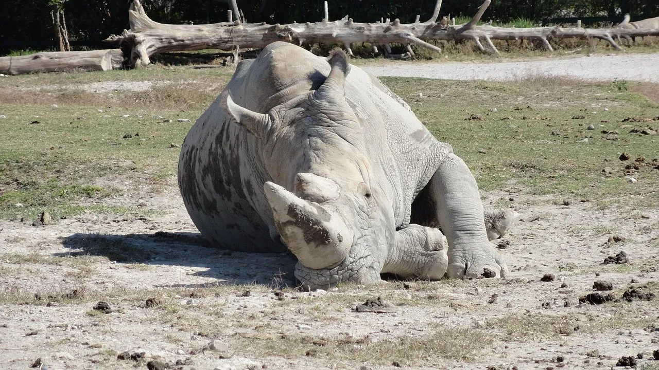 5 critically endangered black rhinos make an epic journey from Europe to Africa