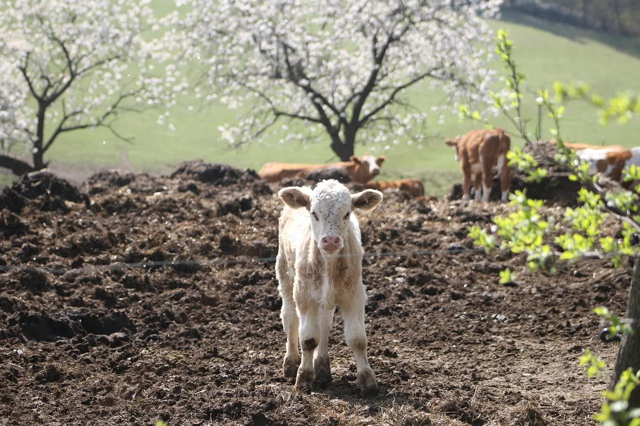 Uganda to issue birth certificates to Cows; It is not as crazy as it sounds