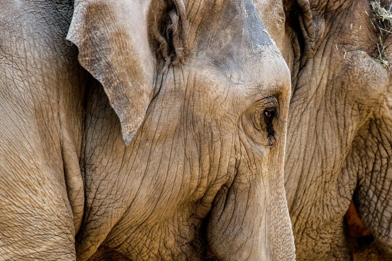 We must be allowed to sell ivory, elephants; Southern African nations