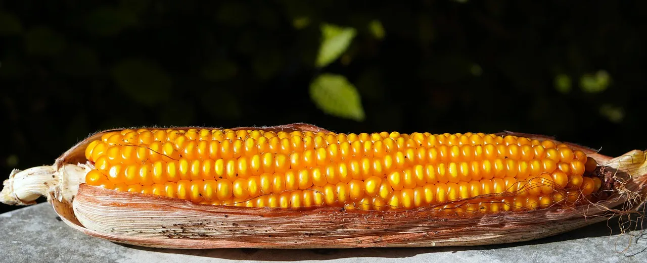 Tanzania to sell a million tons of maize and flour to Kenya to assist combat shortages