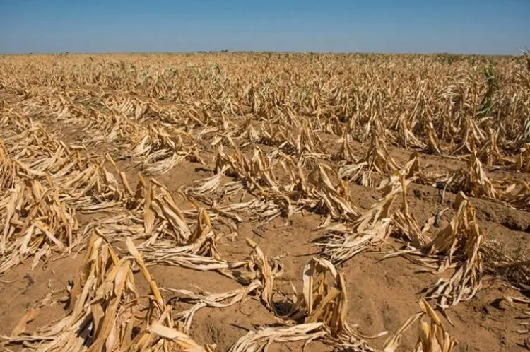 Tanzania to export 700,000 tonnes of maize to drought-stricken Zimbabwe