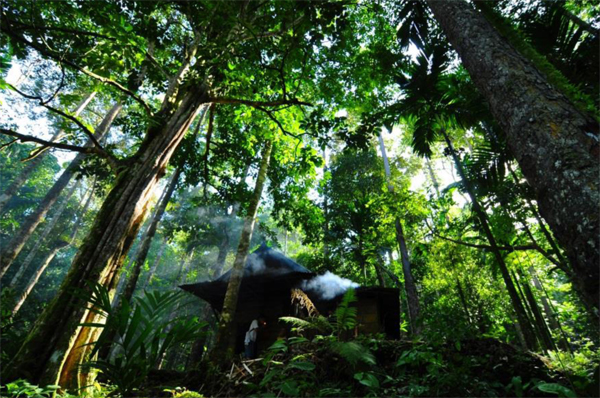 Investing in sustainable forestry offers financial returns
