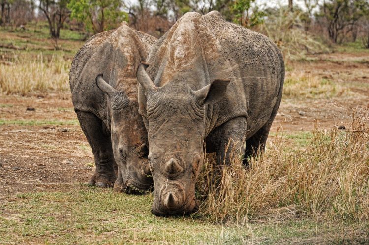 Rhinos, Kenya, Conservation
