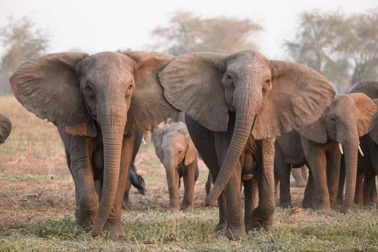 55 elephants die in Zimbabwe from drought